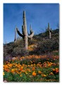 Saguaro and Poppies, Superior, Arizona
