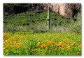 Poppies and Saguaro, Picacho Peak, Arizona