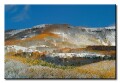 Fall colors near Dunckley Pass, Colorado