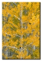 Aspen branches and first snow, Colorado
