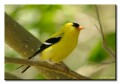 Gold Finch, Craig Colorado