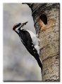 Hairy Woodpecker, Colorado