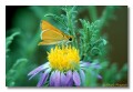 Skipper butterfly , arizona