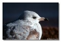 Gull 2, roosevelt Lake Arizona