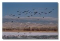 Snow Geese Delta Colorado