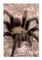Tarantula Globe arizona