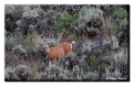 Mule Deer doe & fawn, Craig, Colorado