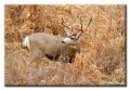 Mule Deer Buck, Kebler Pass, Colorado