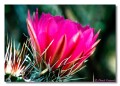 hedg hog cactus bloom, arizona