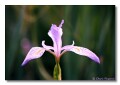 Wild Iris, Colorado