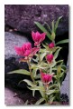 Paintbrush, Colorado