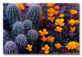 Poppies and Hedghog, Arizona