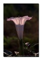 Sacred Datura, moonflower, arizona