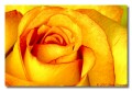 Domestic Rose