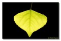 Cottonwood leaf, Aravaipa Canyon, Arizona