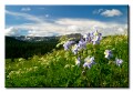 Columbines, Flattops, Colorado