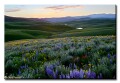 Wildflowers, Hayden, Colorado